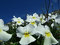 Violaceae - Viola calcarata_1